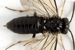 Monophadnus pallescens