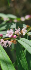 Myoporum bateae