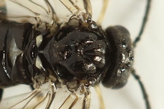 Monophadnus pallescens