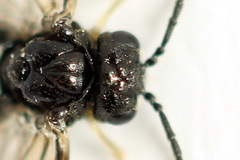 Monophadnus pallescens