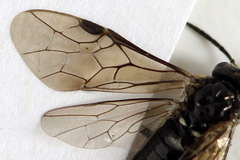 Monophadnus pallescens