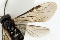 Monophadnus pallescens