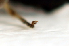 Monophadnus pallescens