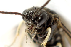 Monophadnus pallescens