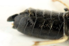 Monophadnus pallescens