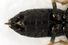 Monophadnus pallescens
