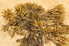 Pelvetia canaliculata