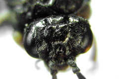 Monophadnus pallescens