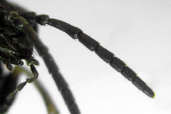 Monophadnus pallescens