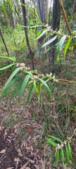 Myoporum bateae