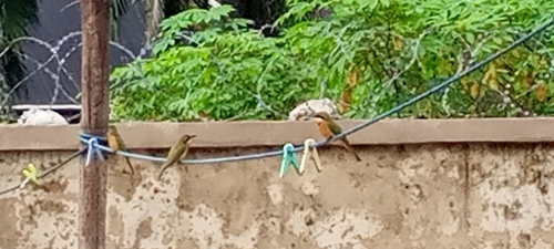 Little Bee-eater