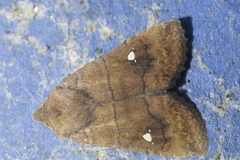 Eupsilia transversa