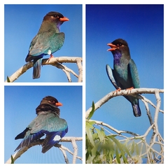 Eurystomus orientalis