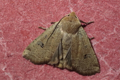 Conistra erythrocephala