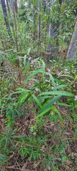 Myoporum bateae