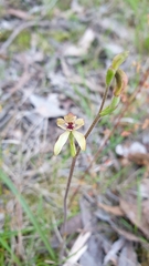 Caladenia transitoria