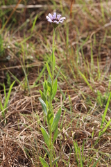 Dimorphotheca spectabilis