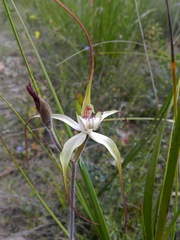Caladenia venusta