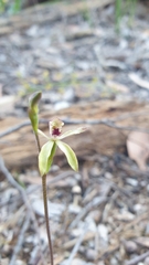 Caladenia transitoria