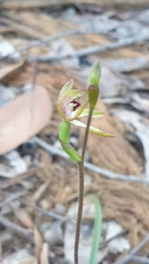 Caladenia transitoria