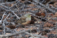Emberiza hortulana