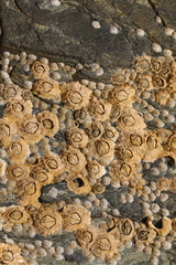 Semibalanus balanoides