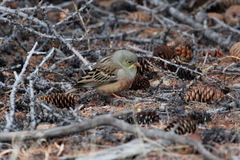 Emberiza hortulana