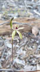 Caladenia transitoria