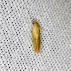 Stathmopodidae