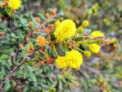 Acacia aspera
