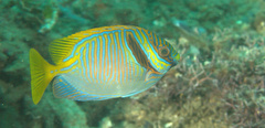 Siganus doliatus
