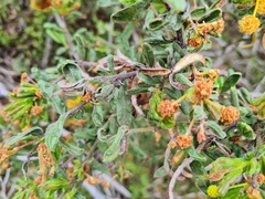 Acacia aspera