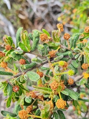 Acacia aspera