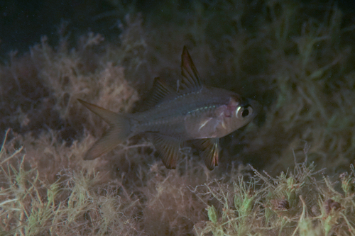 Macleayi's glassfish (Ambassis macleayi) — Ambassidae — 4