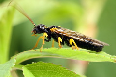 Pamphilius sylvaticus