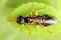 Pamphilius sylvaticus