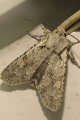 Lithophane ornitopus