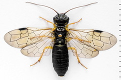 Pamphilius sylvaticus