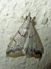 Autocharis