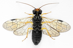 Pamphilius sylvaticus