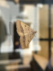 Isturgia arenacearia