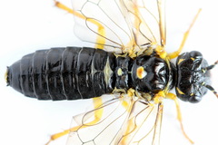 Pamphilius sylvaticus