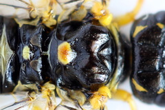 Pamphilius sylvaticus