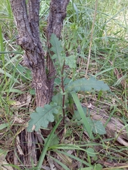 Senecio picridioides