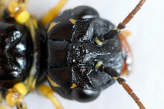 Pamphilius sylvaticus