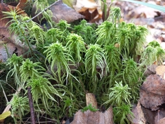 Sphagnum squarrosum