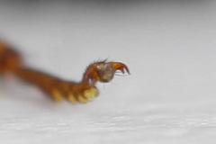 Pamphilius sylvaticus