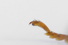 Pamphilius sylvaticus