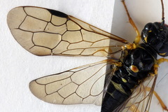 Pamphilius sylvaticus