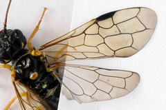 Pamphilius sylvaticus